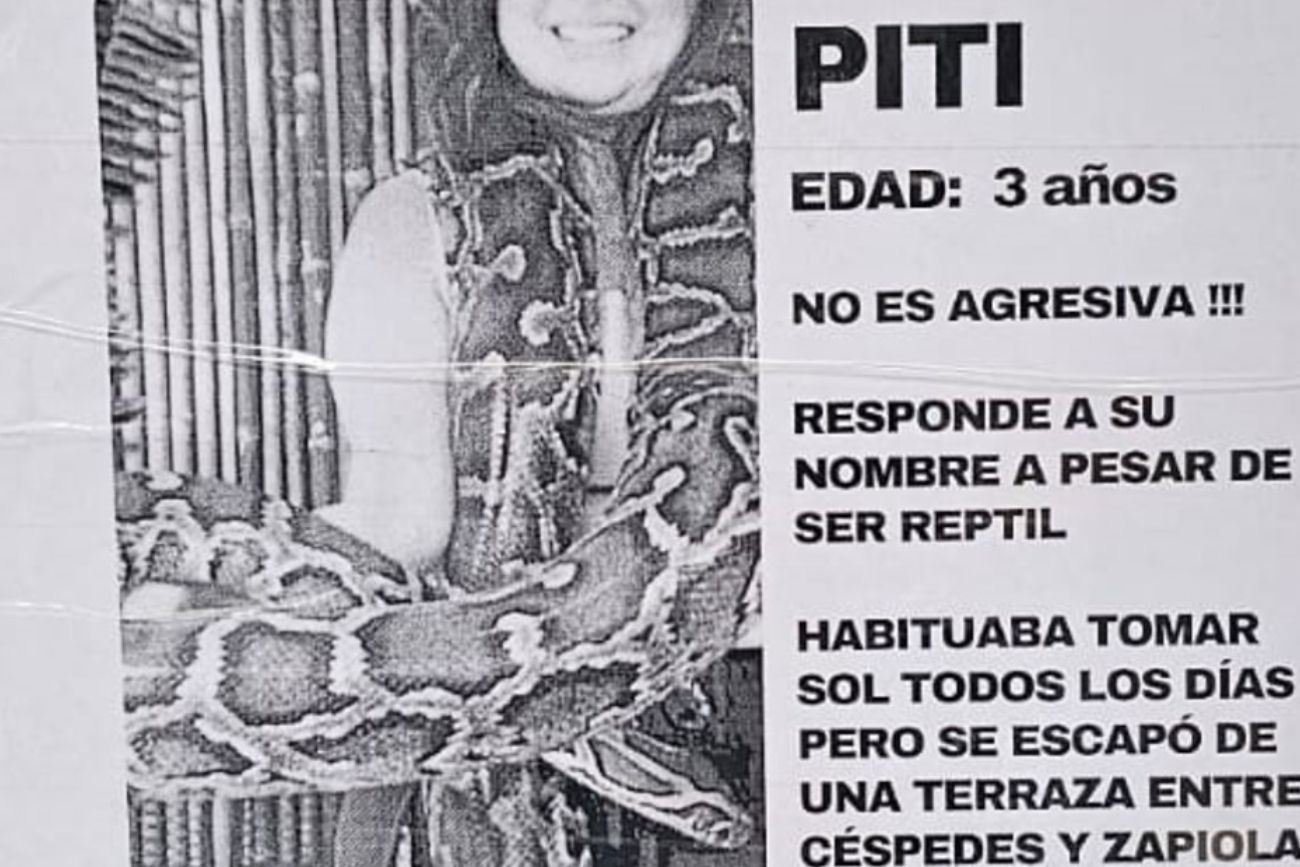 Colegiales: apareció un insólito cartel de una familia que busca a "Piti", una boa de tres metros