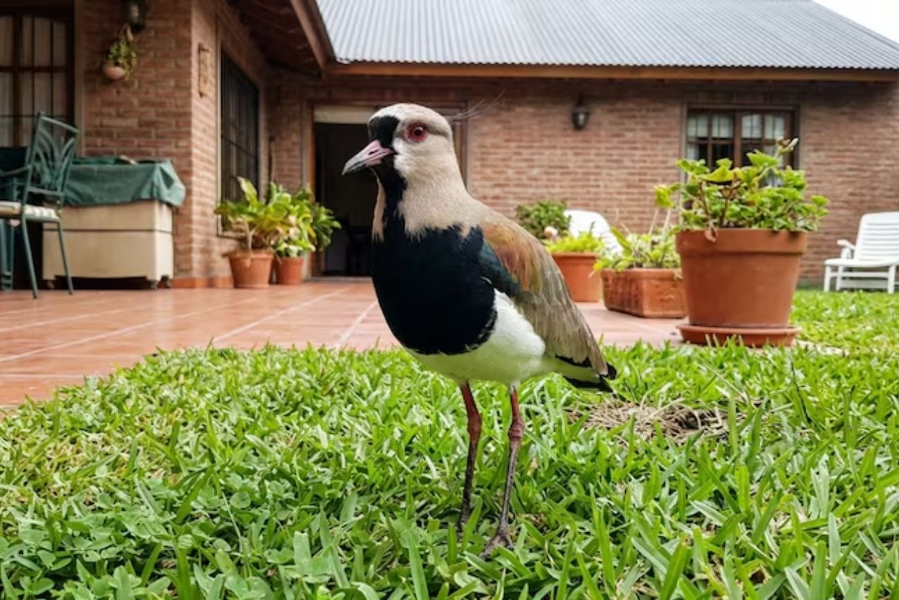 La razón por la que los teros aparecen en tu jardín y qué significa realmente su canto.