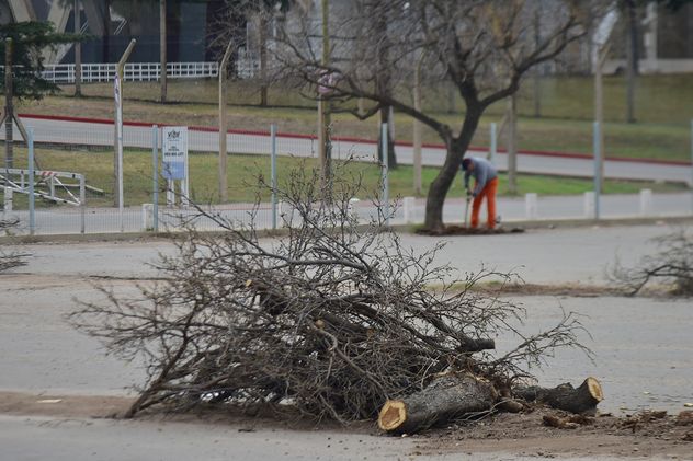Tala de arboles en el viejo estacionamiento del Estadio Kempes
foto: Pedro Castillo / La Voz