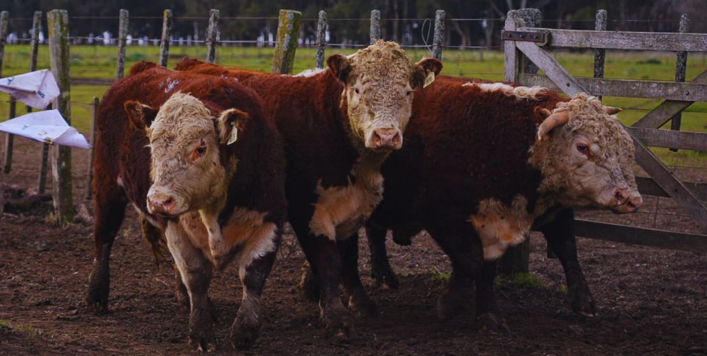 EXPERIMENTO. No es fácil, lograr animales más pesados también implica considerar sus mayores demandas de alimentación y el impacto sobre la rentabilidad. 