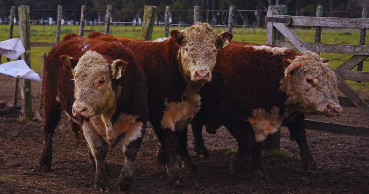 EXPERIMENTO. No es fácil, lograr animales más pesados también implica considerar sus mayores demandas de alimentación y el impacto sobre la rentabilidad. 