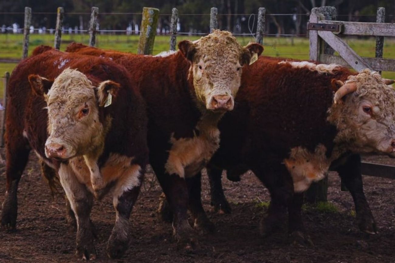 EXPERIMENTO. No es fácil, lograr animales más pesados también implica considerar sus mayores demandas de alimentación y el impacto sobre la rentabilidad.