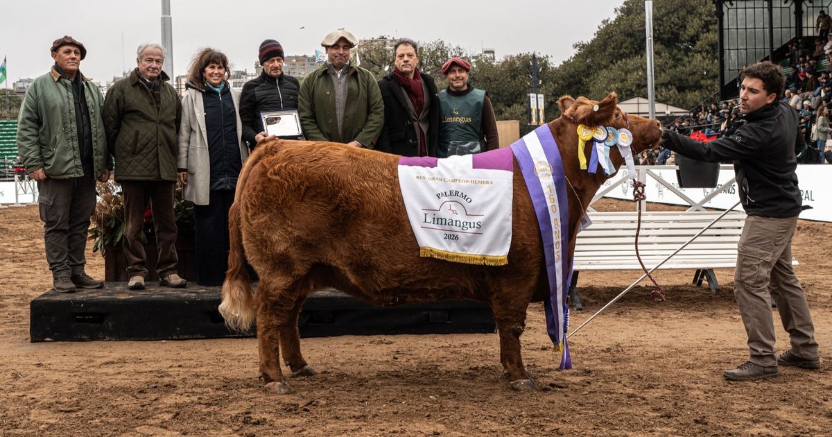 LIMANGUS. La hembra de Res que salió Gran Campeón.