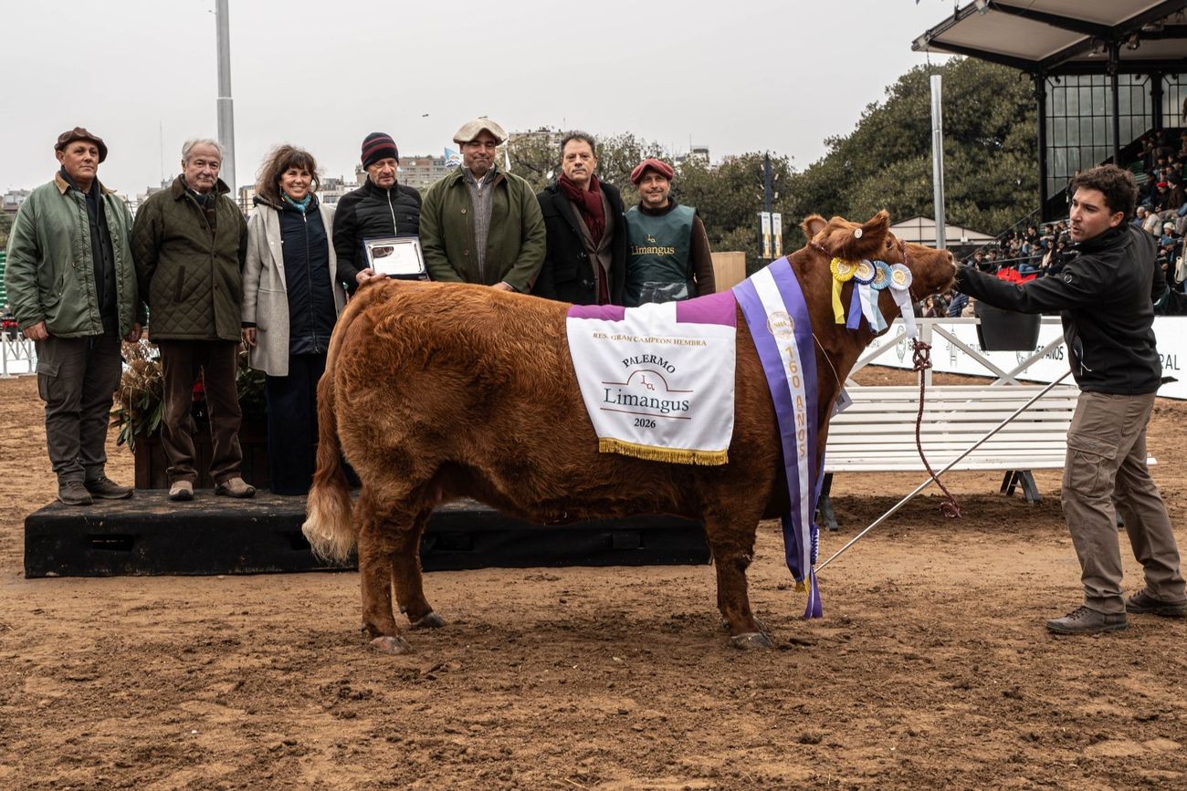LIMANGUS. La hembra de Res que salió Gran Campeón.