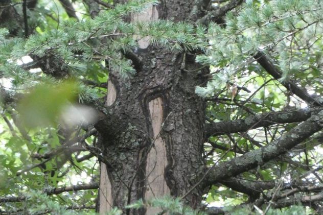 El descortezado de los árboles es uno de los daños más evidentes. (Foto: gentileza Julián Lorenzi)