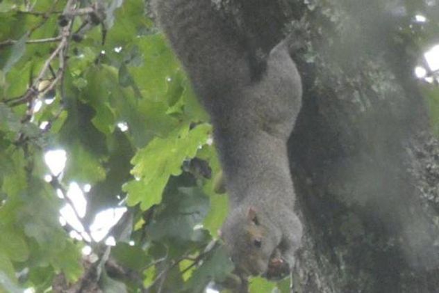 La ardilla ya se trasladó a Villa Berna. (Foto: gentileza Julián Lorenzi)