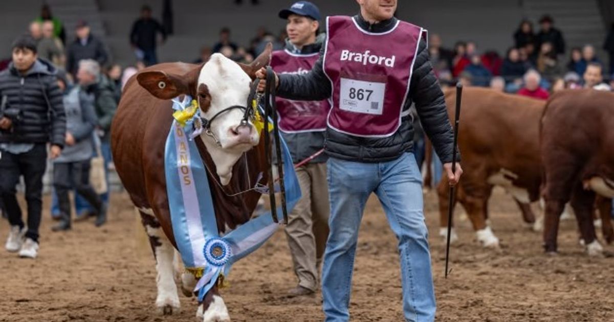 SORPRESA. El Gran Campeón de la jura de las hembras salió de la cabaña El Aljibe, de Marcelo Grosso y familia, proveniente de General Deheza, Córdoba.