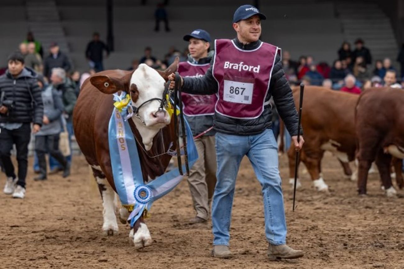SORPRESA. El Gran Campeón de la jura de las hembras salió de la cabaña El Aljibe, de Marcelo Grosso y familia, proveniente de General Deheza, Córdoba.