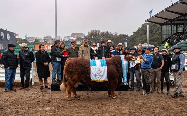 Gran Campeón Macho de Limangus.