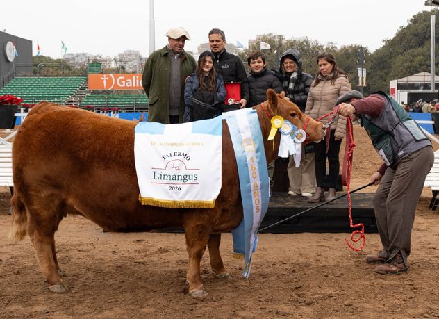 Gran Campeón hembra Limangus.