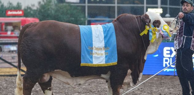 EL GRAN CAMPEÓN. Fidel fue el ganador de la competencia en la jura de los machos de la raza Braford.