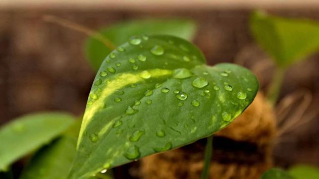 La presencia de gotas de agua en los bordes de las hojas suele ser un fenómeno natural y no necesariamente un signo de que la planta tenga un problema.