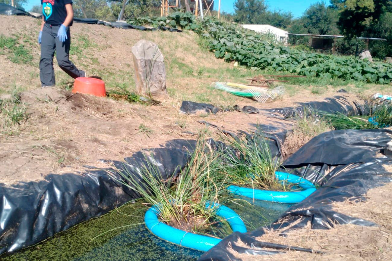 Investigación sobre plantas nativas para depurar aguas residuales en la UNRC