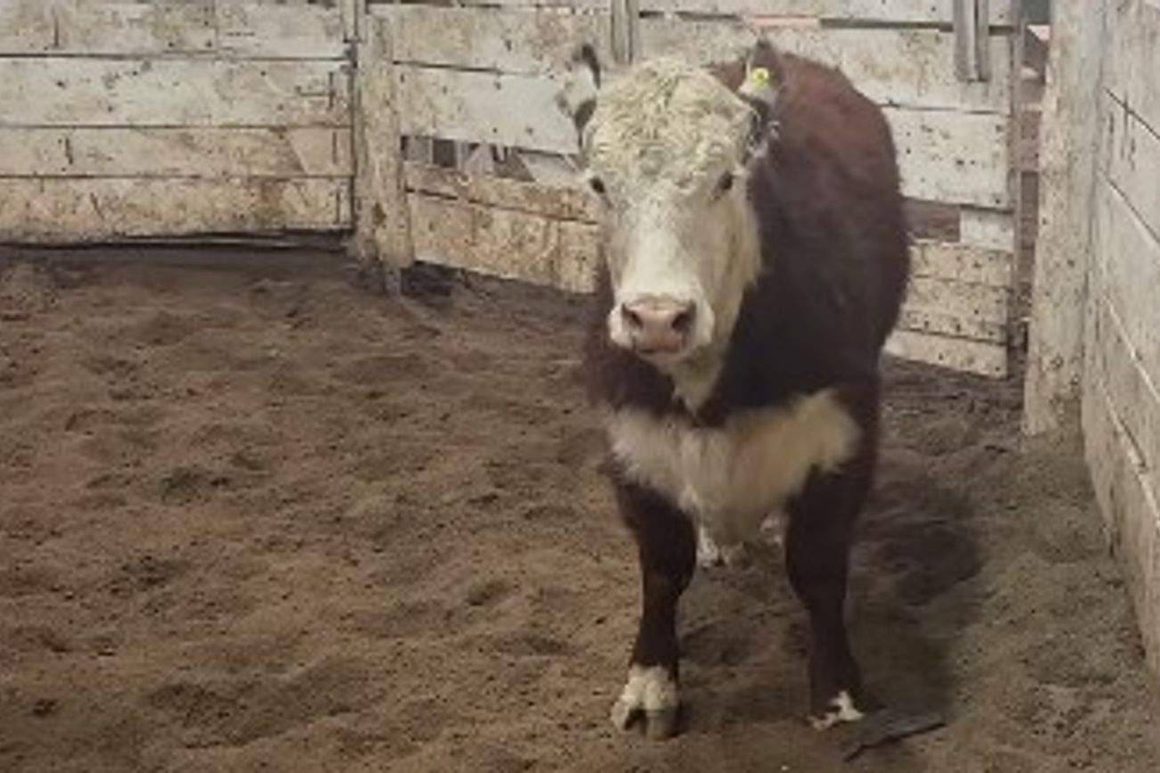 OFERTA. La subasta semanal registró un ingreso de 1.043 cabezas de ganado dividido en 300 gordos y 743 animales de consumo.