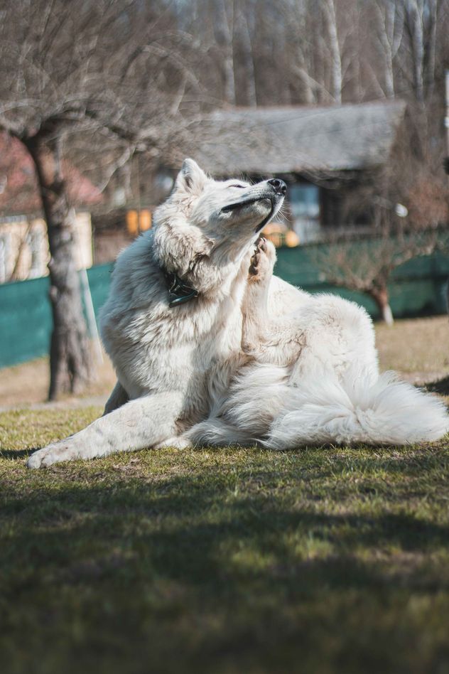 Alergias en perros. 