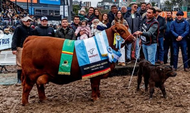 LA GRAN CAMPEONA. La ganadora se presentó con su cría al pie durante el evento. El 50% de la vaquillona había sido vendida en junio a $ 136 millones.