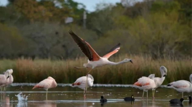 Melincué: el pueblo de Santa Fe con una laguna de flamencos que sorprende a todos los visitantes.