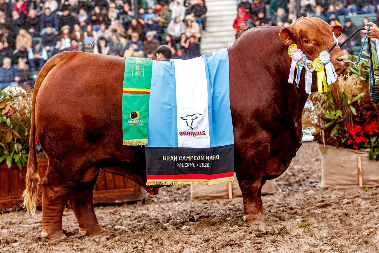 EL GRAN CAMPEÓN. El toro estará a la venta durante los remates de Jesús María en el mes de agosto, se podrá adquirir el 50%.