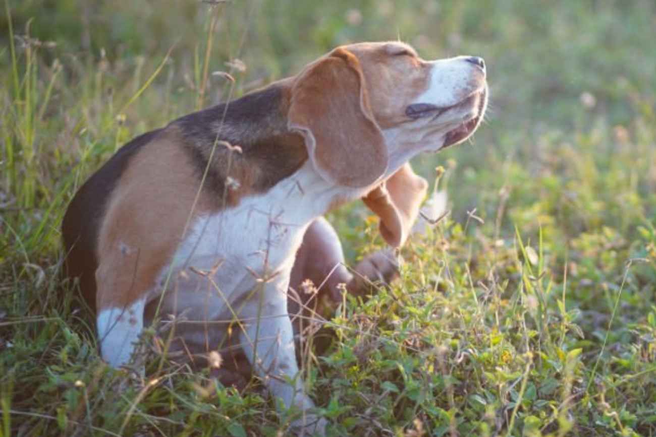 Alergias en perros. 