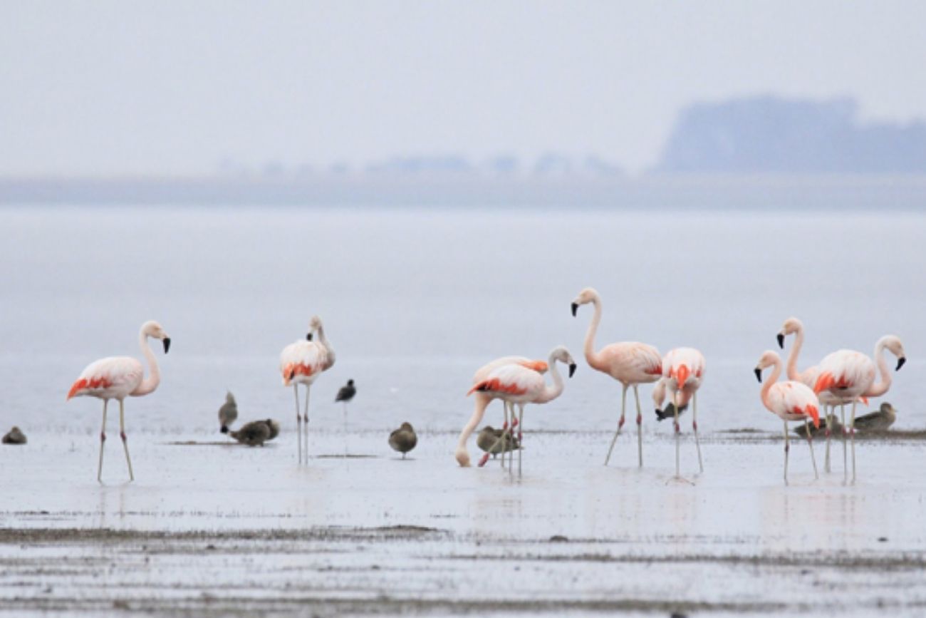 Melincué: el pueblo de Santa Fe con una laguna de flamencos que sorprende a todos los visitantes.