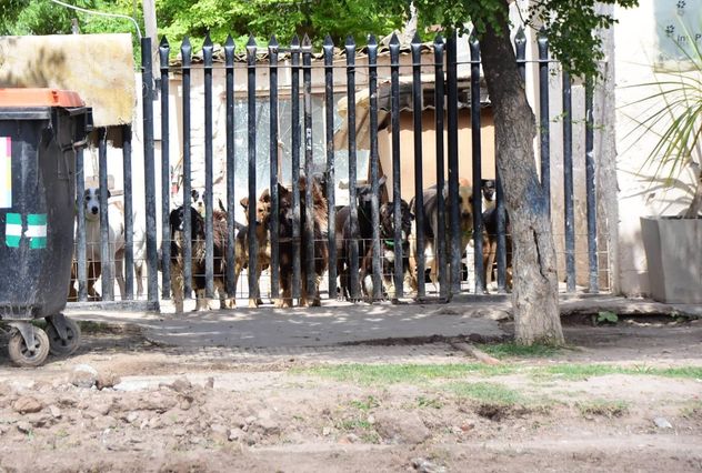 Muchos perros en viviendas en Villa María: se debatió si se fijaba un límite por hogar, pero finalmente no se acordó esa restricción. 