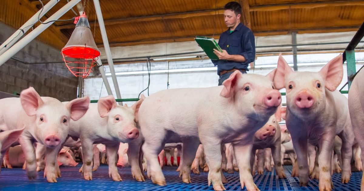 PRECIOS PORCINOS. Al haber tanta disponibilidad de carne el precio del capón se sigue mostrando débil.