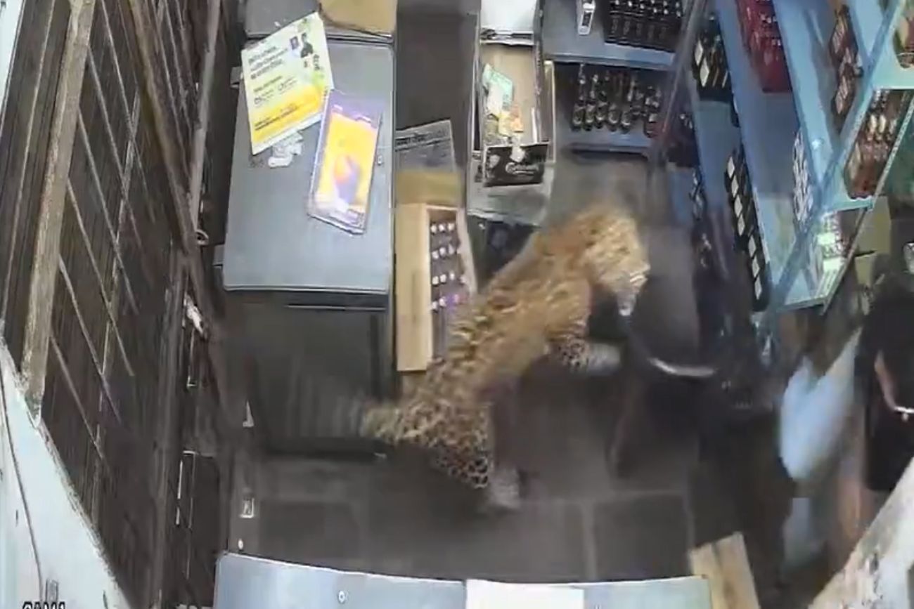 Un leopardo entró a una licorería en India y atacó a un empleado: todo quedó grabado.