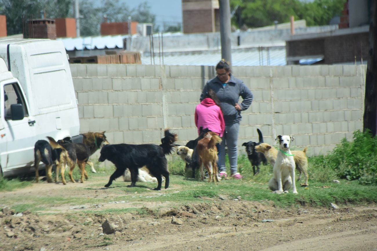 Muchos perros en viviendas en Villa María: se debatió si se fijaba un límite por hogar, pero finalmente no se acordó esa restricción. 