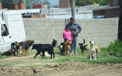 Muchos perros en viviendas en Villa María: se debatió si se fijaba un límite por hogar, pero finalmente no se acordó esa restricción.