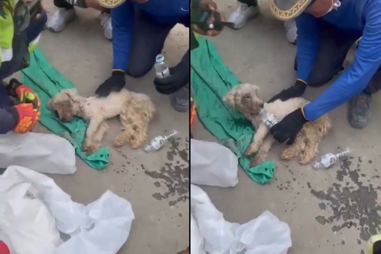 Milagroso rescate en Venezuela: una perrita sobrevivió 29 días bajo los escombros de los terremotos.
