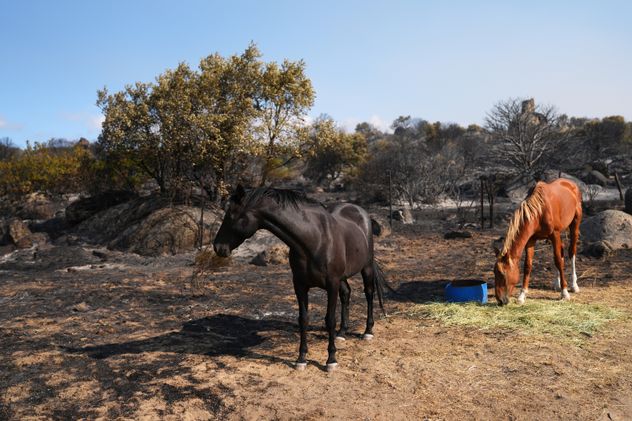 Incendios descontrolados en España: Pedro Sánchez admite que “la situación es compleja”