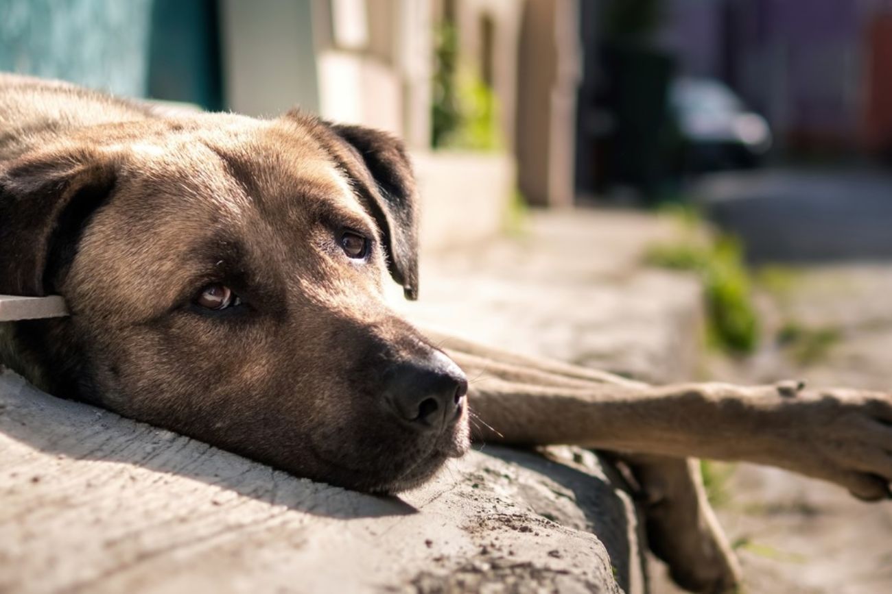 Violencia animal: denunciaron envenenamientos masivos a los perros de una ciudad de Buenos Aires