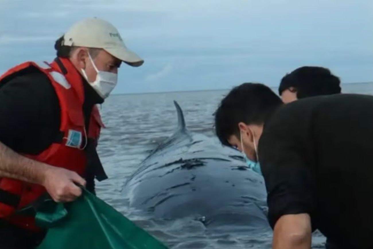 Ballena sei, encallada en la costa de San Isidro, La Plata