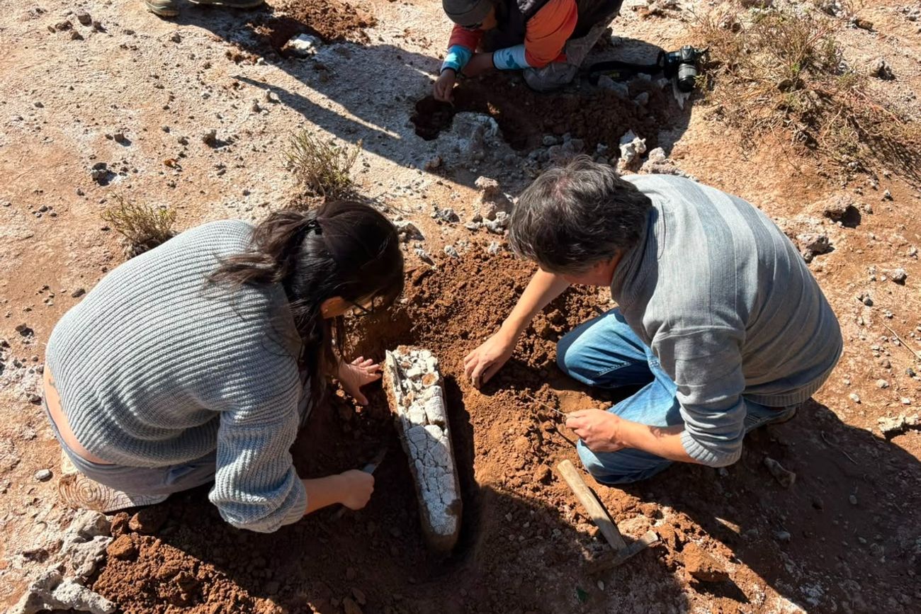 Fauna extinguida. Extracción de restos de un gliptodonte en la zona de Marull, ceca de la laguna Mar Chiquita. 