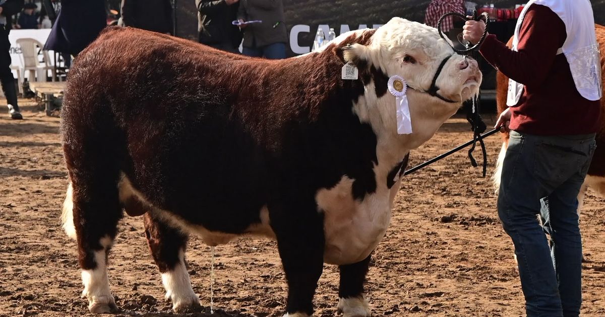 BENEFICIOS. Se trata de la primera propuesta financiera presentada tras la incorporación de las actividades agropecuarias al Rimi.