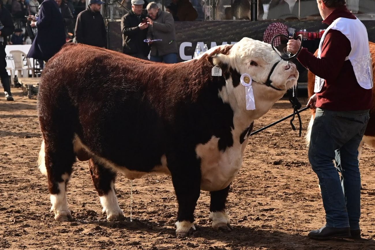 BENEFICIOS. Se trata de la primera propuesta financiera presentada tras la incorporación de las actividades agropecuarias al Rimi.