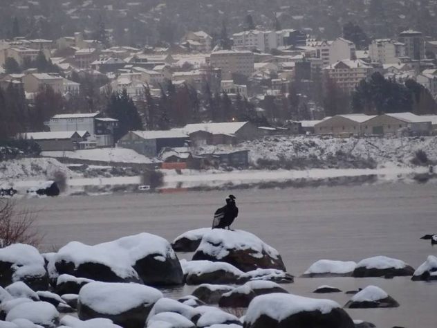 Cóndores varados y postales increíbles de San Carlos de Bariloche.