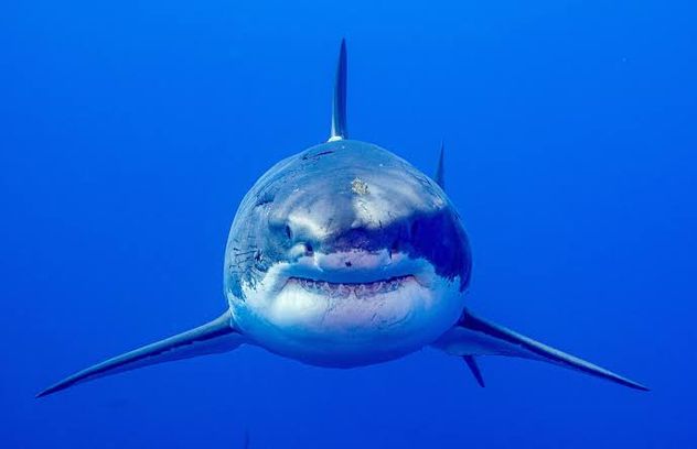 Contender, el tiburón blanco.