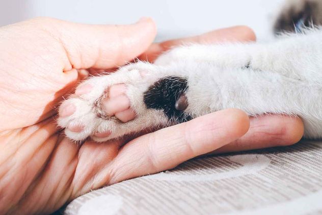 Comportamiento de los gatos. 