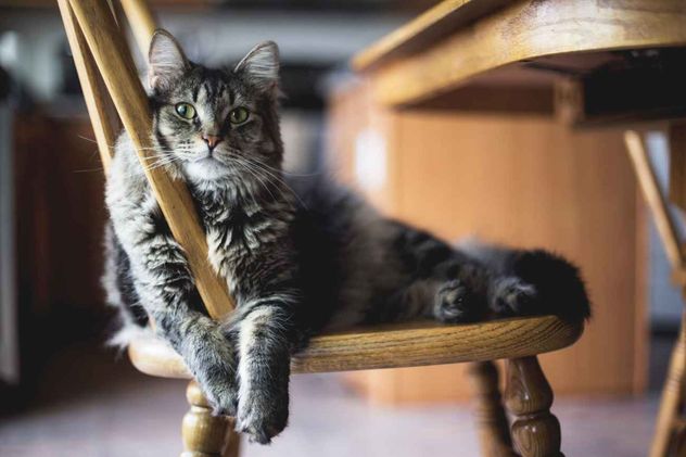 Los gatos adultos mantienen su autonomía y no dependen de sus dueños para obtener un sentido de seguridad y protección. 