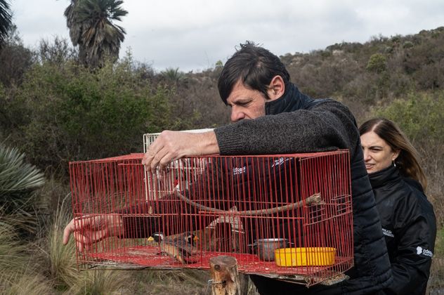 Los animales rescatados y liberados en Córdoba.