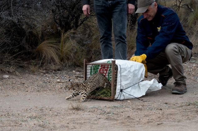 Los animales rescatados y liberados en Córdoba.