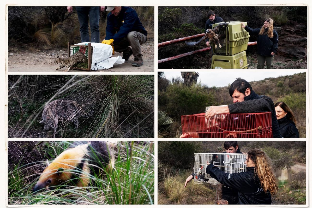 Los animales rescatados y liberados en Córdoba.