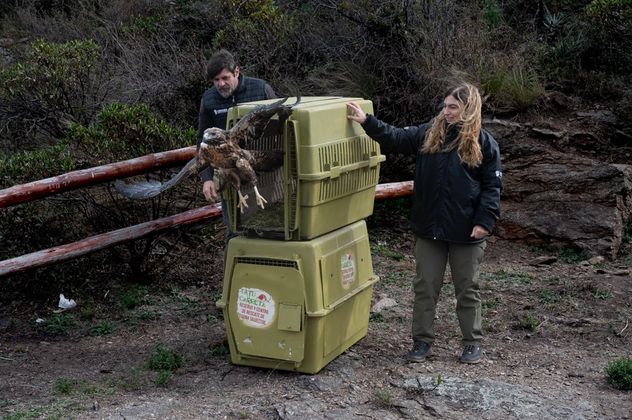 Los animales rescatados y liberados en Córdoba.