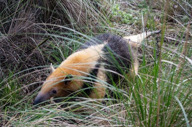 Los animales rescatados y liberados en Córdoba.