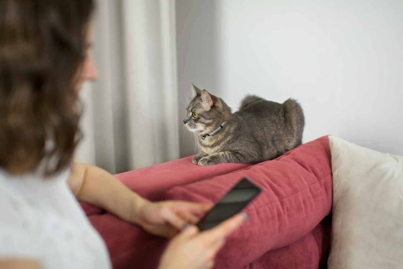 Los gatos adultos mantienen su autonomía y no dependen de sus dueños para obtener un sentido de seguridad y protección. 