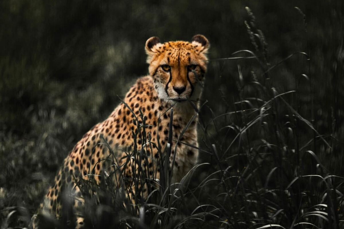 Descubre tu animal espiritual: ¿qué animal te representa según tu signo del zodiaco?