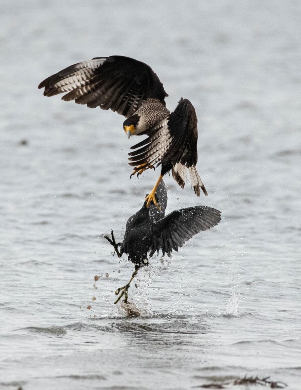 Carancho cazando gallareta, en la laguna Mar Chiquita (Guillermo Galliano)