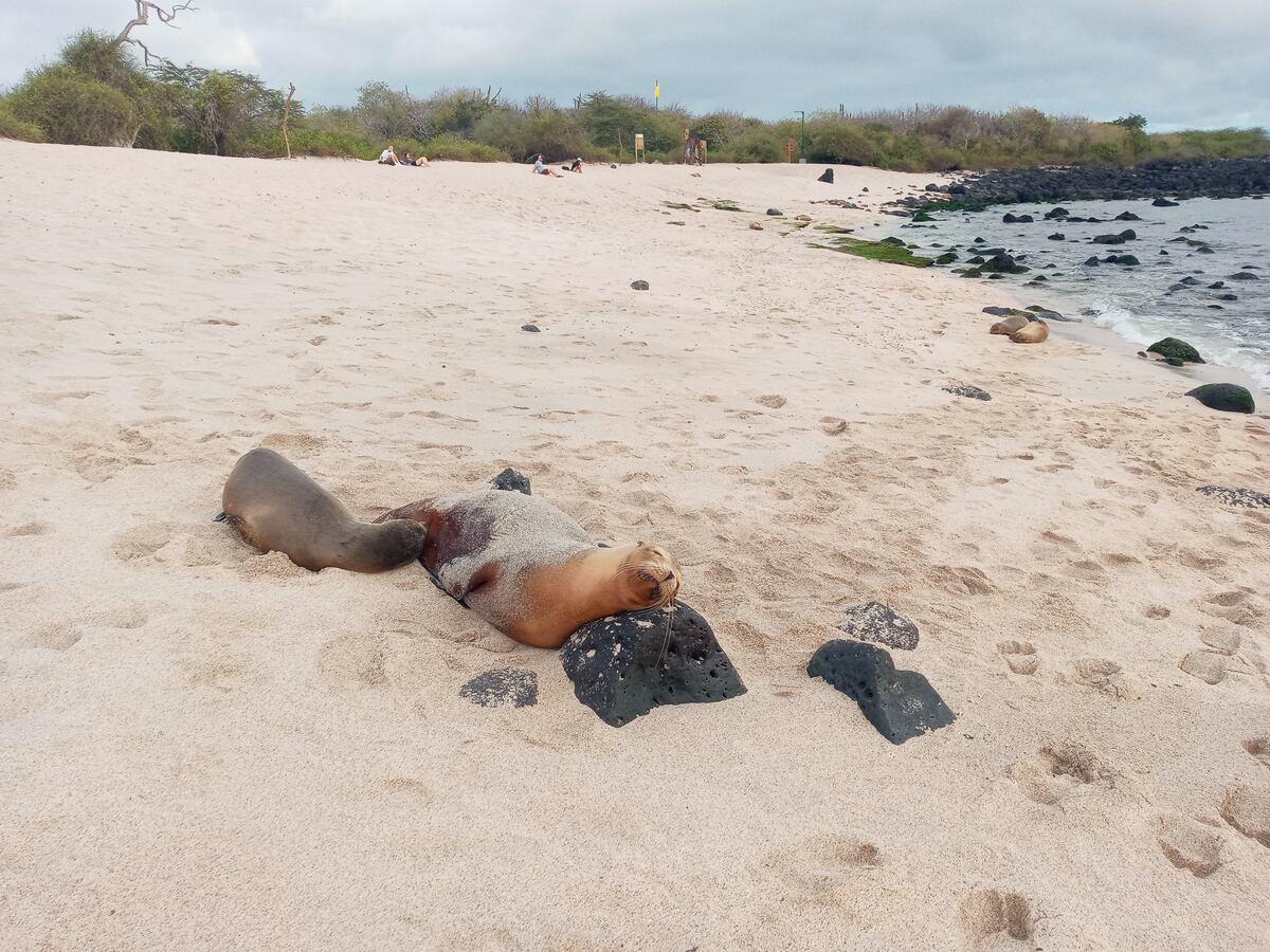 Un recorrido por el increíble archipiélago de las Galápagos. (Foto: Andrea Molina)