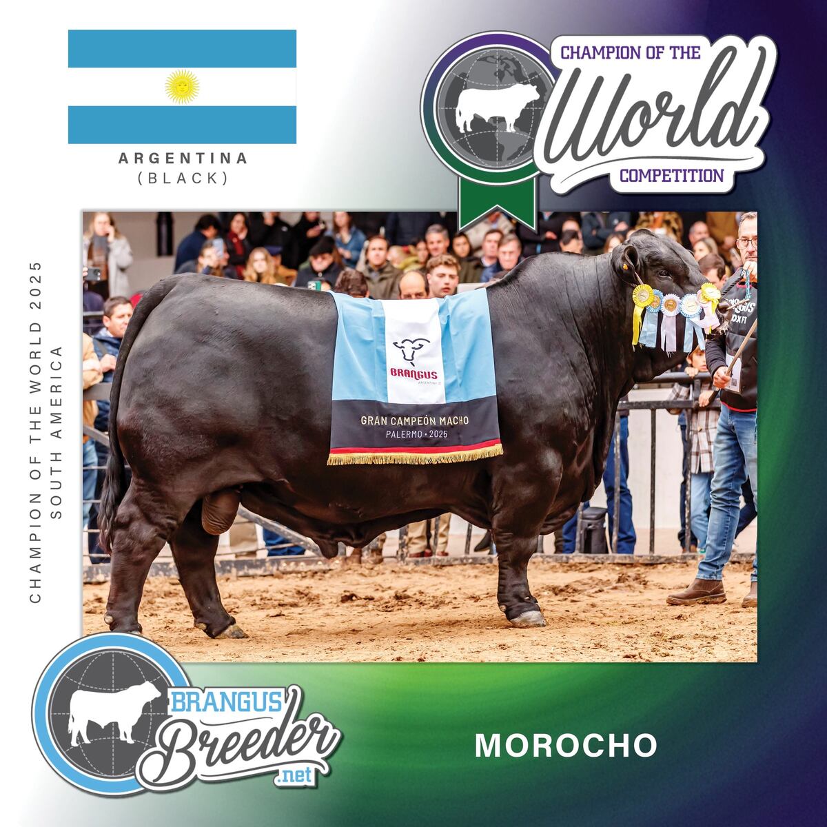 Morocho. El gran campeón.